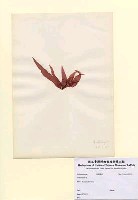 藏品(Grateloupia sp.)的圖片